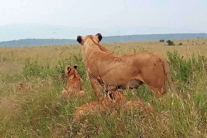 Amboseli National park Day trip:Mt kilimanjaro Views - Maasai Village Entry Fees: The One Cost You Should Expect