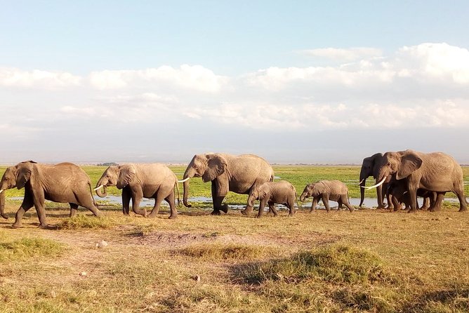Amboseli National park Day trip:Mt kilimanjaro Views - The Morning Arrival: Why Amboseli Works Even Without an Overnight