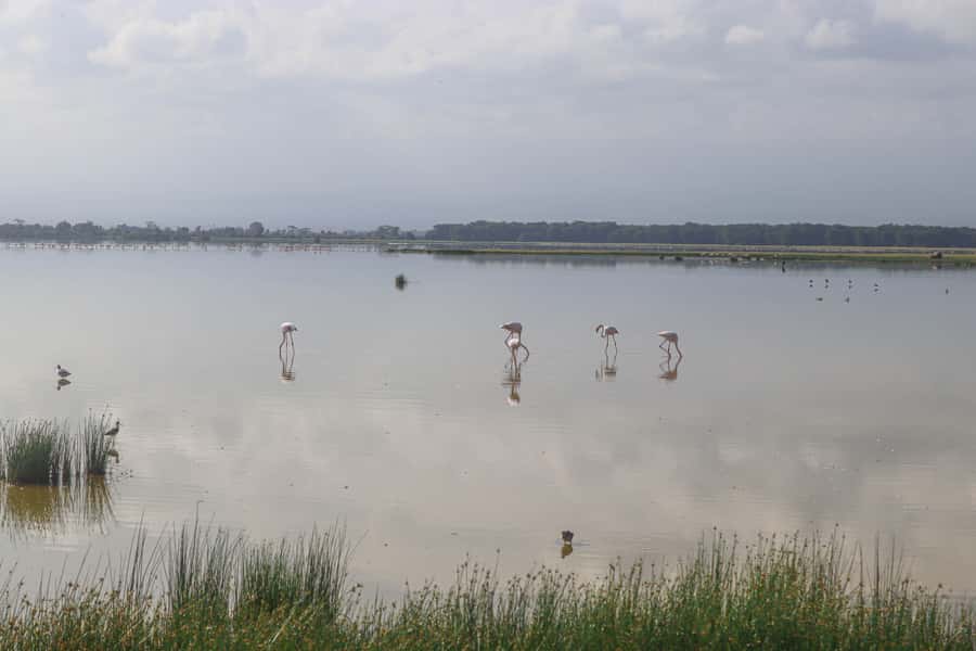 Amboseli National Park: Daytrip from Nairobi in a 4X4 Jeep - Key highlights worth planning around