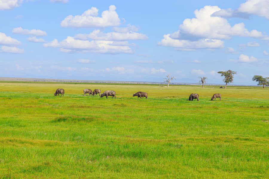 Amboseli National Park: Daytrip from Nairobi in a 4X4 Jeep - Inside Amboseli: open-roof 4x4 game drives and what you can realistically spot