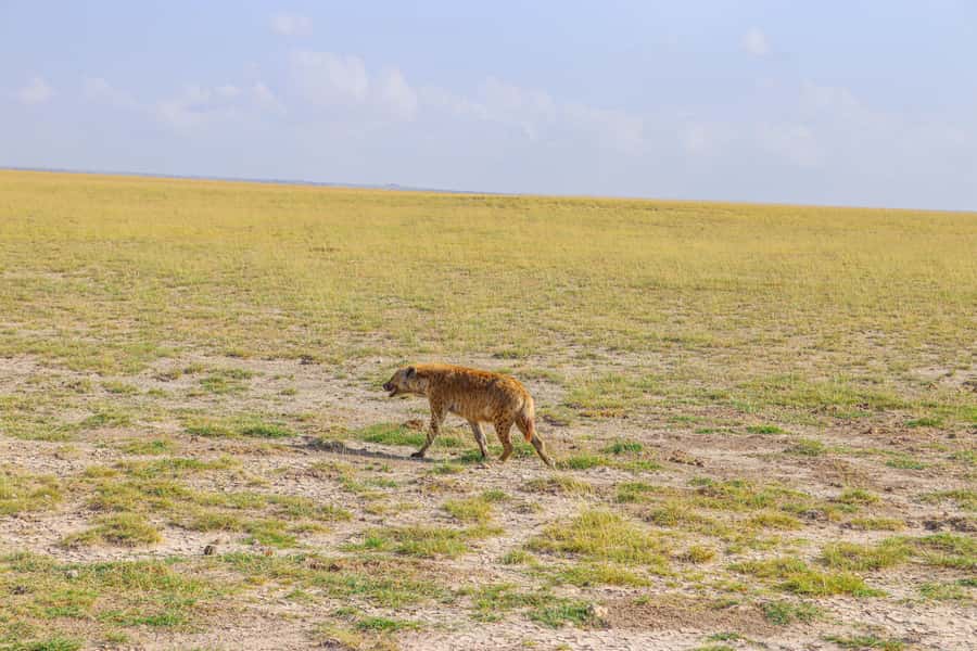 Amboseli National Park: Daytrip from Nairobi in a 4X4 Jeep - The most underrated part: how the driver-guide shapes the whole day