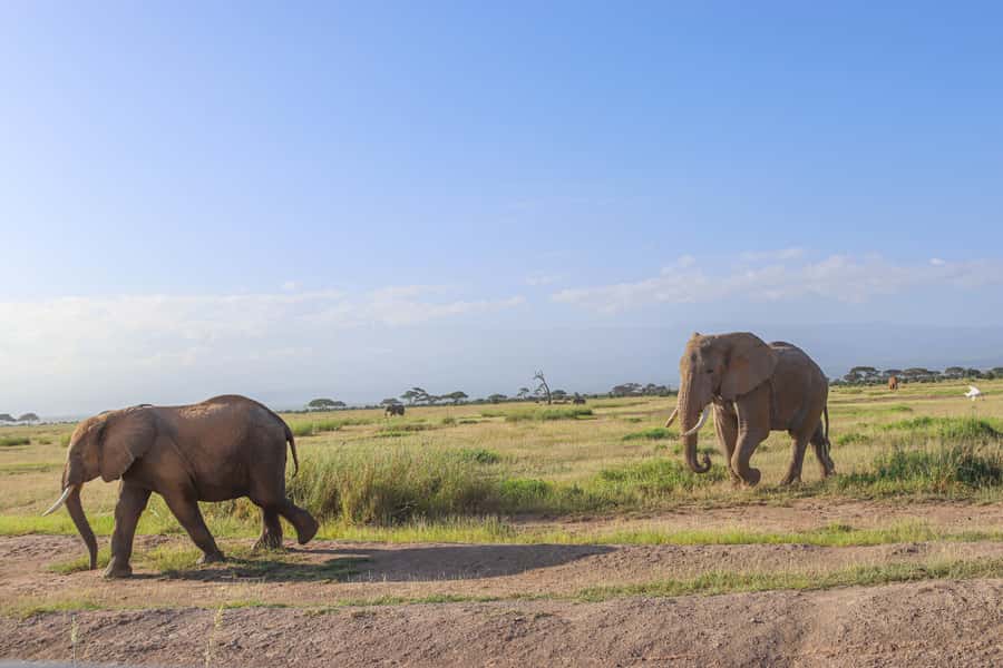 Amboseli National Park: Daytrip from Nairobi in a 4X4 Jeep - Lunch at Kibo Safari Camp: a real break, not just a meal