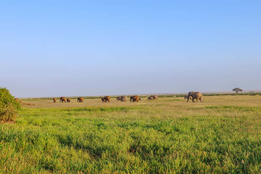 Amboseli National Park: Daytrip from Nairobi in a 4X4 Jeep - Head back to Nairobi: what to expect on the return leg