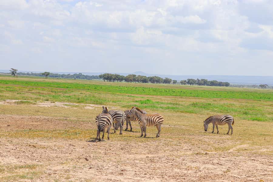 Amboseli National Park: Daytrip from Nairobi in a 4X4 Jeep - Price and value: is $280 a smart deal for a one-day Amboseli?