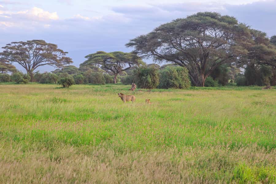 Amboseli National Park: Daytrip from Nairobi in a 4X4 Jeep - Should you book Olengugih Safaris for Amboseli?