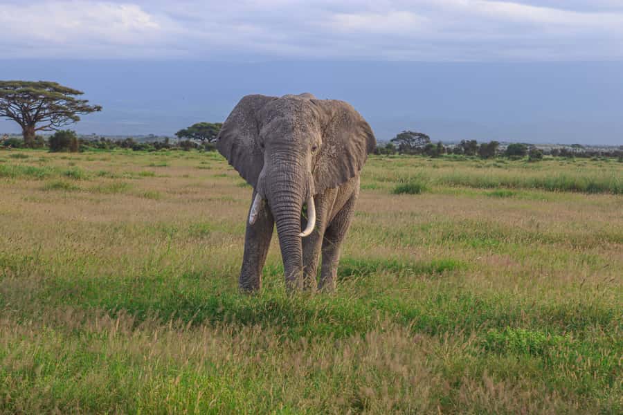Amboseli National Park: Daytrip from Nairobi in a 4X4 Jeep - The Nairobi to Amboseli drive: Maasai country and first big views