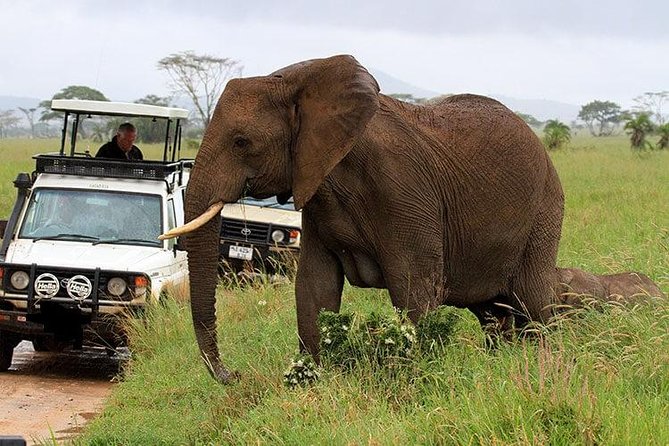 Amboseli National Park Full Day Guided Tour - Guide quality: when Simon helps the day run smoothly