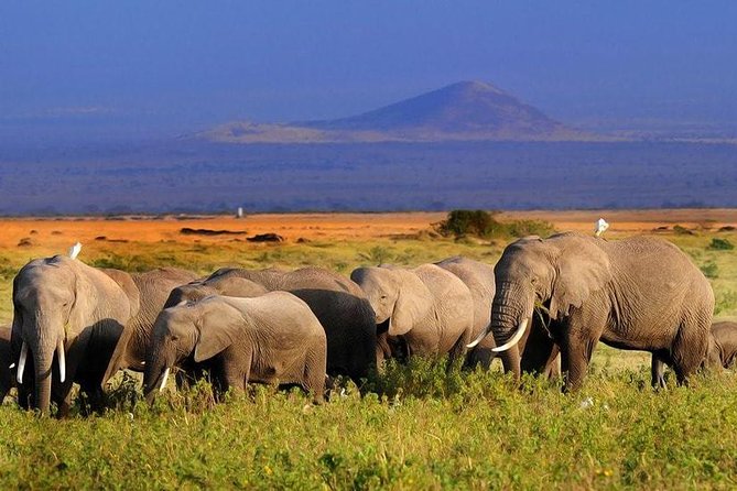 Amboseli National Park Full Day Guided Tour - How to plan your day so the long drive feels easier