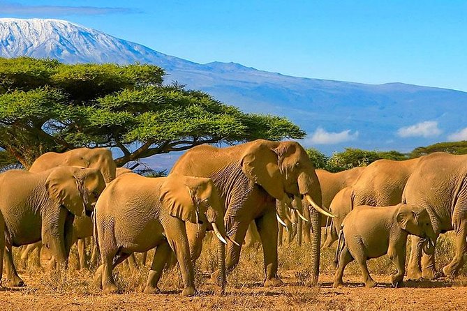 Amboseli National Park Full Day Guided Tour - Amboseli eco-system: elephants, zebras, and the big cats factor