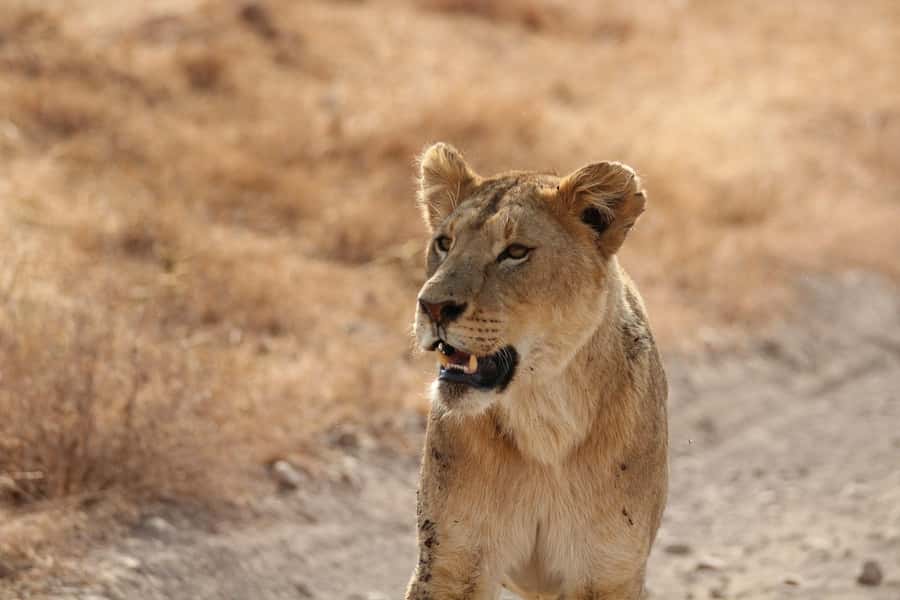 Amboseli National Park: Full Day Tour From Nairobi - Why Amboseli pairs Kilimanjaro views with big elephant energy