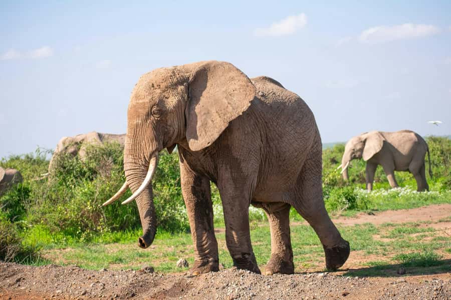 Amboseli National Park: Full Day Tour From Nairobi - Game drives in an open-roof 4x4: the real heart of the day
