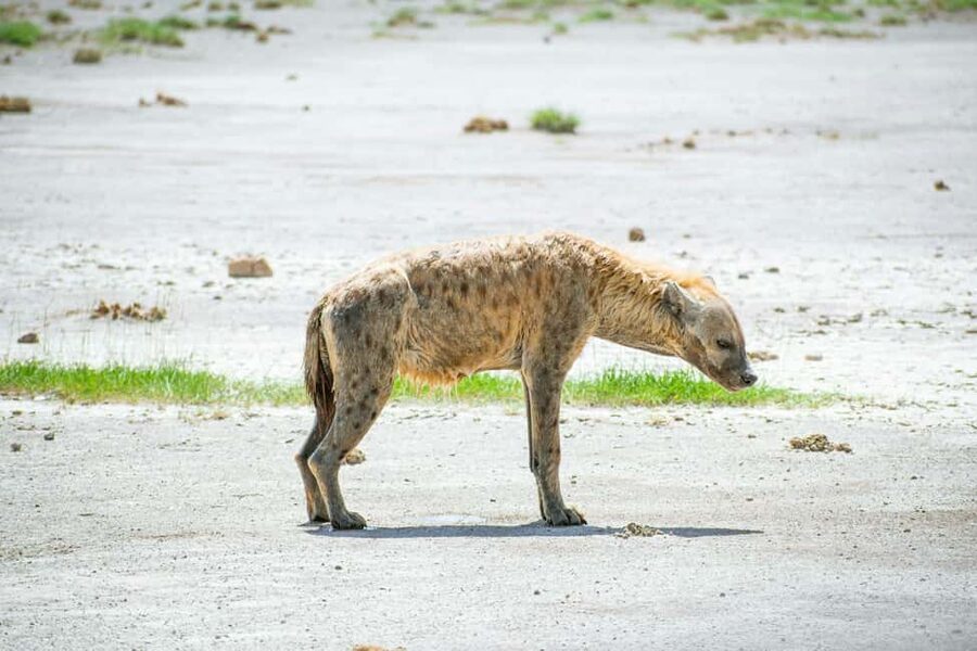 Amboseli National Park: Full Day Tour From Nairobi - Price and logistics: what $140 really means for your budget