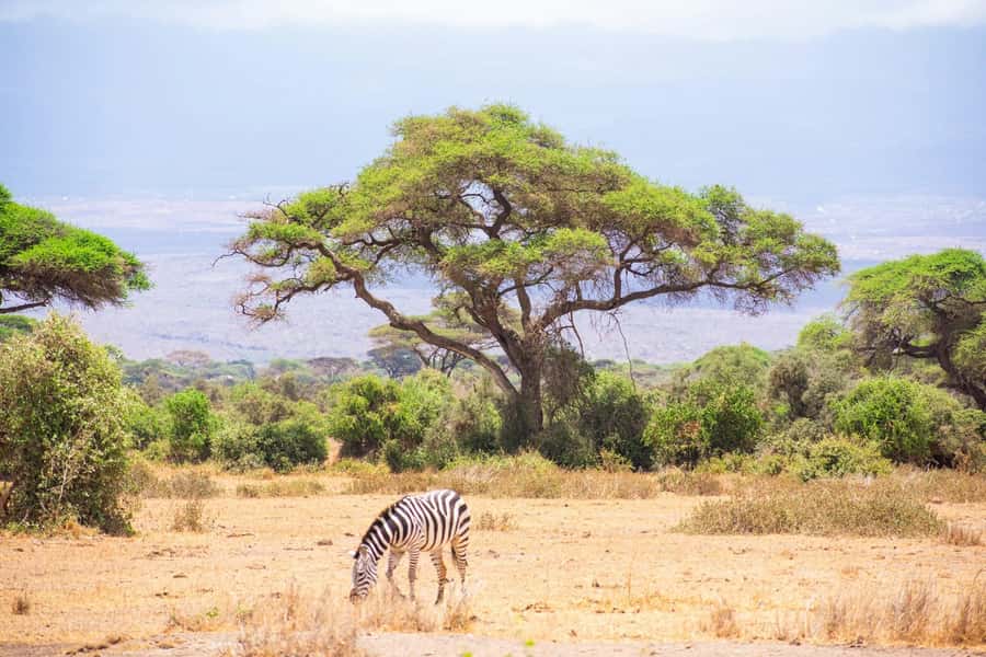 Amboseli National Park: Full Day Tour From Nairobi - The Nairobi drive: long, scenic, and worth using well