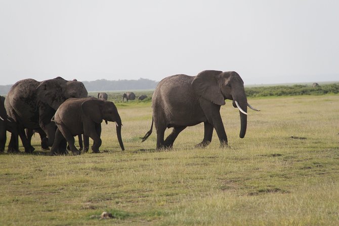 Amboseli National Park: Guided Full Day Tour - Elephants in the wild and Big Five viewing: what the promise really means