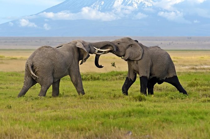 Amboseli National Park: Guided Full Day Tour - When Amboseli starts delivering: guided wildlife viewing that actually helps