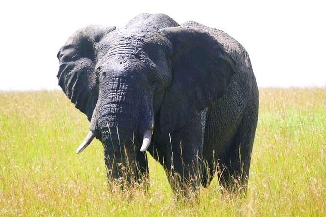 Amboseli national park over night - Day 1: Drive from Nairobi, afternoon game drive, and sundowner time