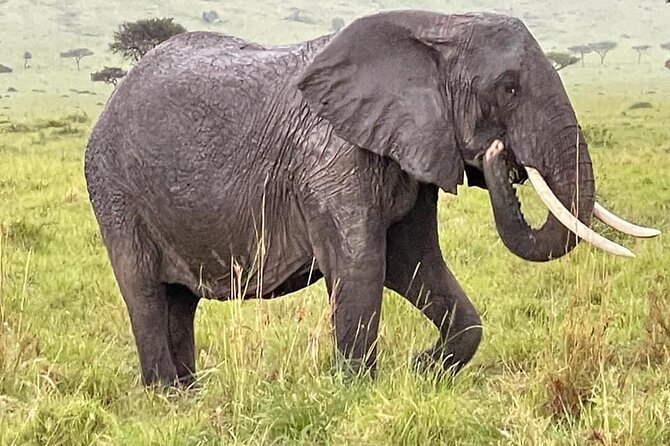 Amboseli national park over night - Evening elephant moments, dinner, and full board comfort
