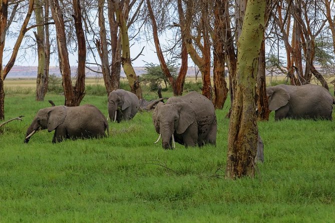 Amboseli Park & Kilimanjaro views Day tour - The mid-day rhythm: lunch timing and photo-friendly pauses