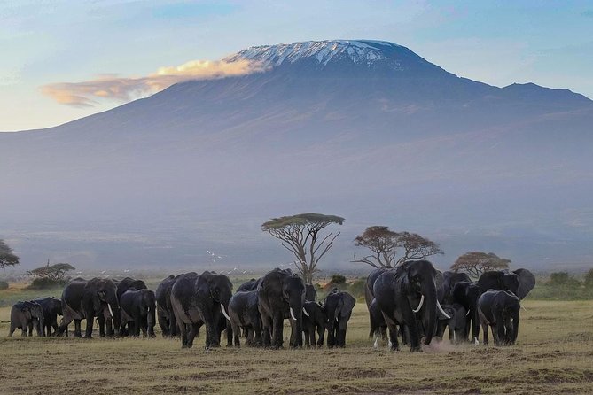 Amboseli Park & Kilimanjaro views Day tour - Price and what you should budget for up front