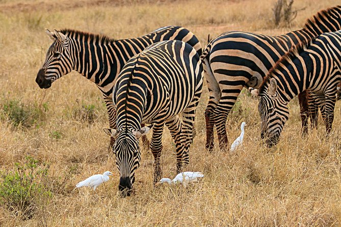 Amboseli Park & Kilimanjaro views Day tour - My quick booking decision: should you go?