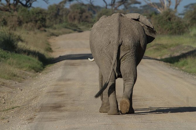 Amboseli Park & Kilimanjaro views Day tour - Amboseli National Park game drive: what you can expect to see