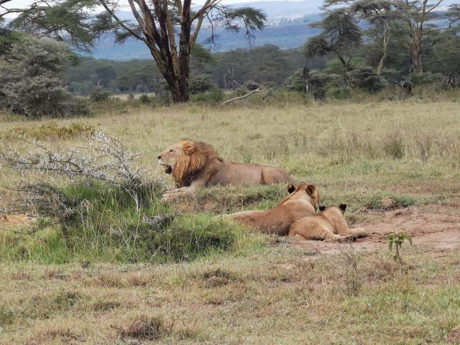 Amboseli Wildlife Day Tour And Masai Village Visit - Amboseli Starts Early From Nairobi, With a Tight Schedule