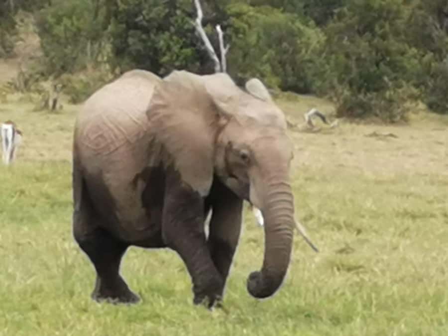 Amboseli Wildlife Day Tour And Masai Village Visit - Morning Game Drive: Elephants, Predators, and Birdlife