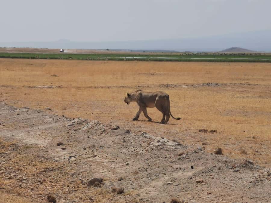 Amboseli Wildlife Day Tour And Masai Village Visit - Price and What It Really Covers