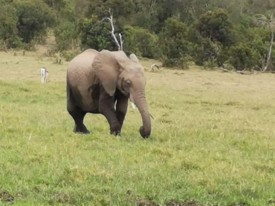 Amboseli Wildlife Day Tour And Masai Village Visit - The Kilimanjaro Angle: Why Amboseli Feels Different