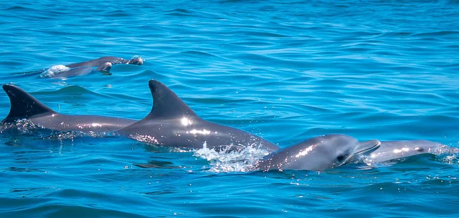 Blue Safari: Snorkeling at Watamu Marine Park & Seafood - A full day on the Kenyan coast, minus the guesswork