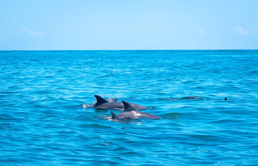 Blue Safari: Snorkeling at Watamu Marine Park & Seafood - Equipment, instructions, and the role of the crew