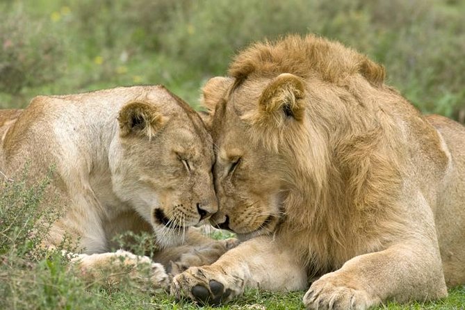 Classic Best Adventure In Kenya And Tanzania 2025 - Key Highlights to Know Before You Go