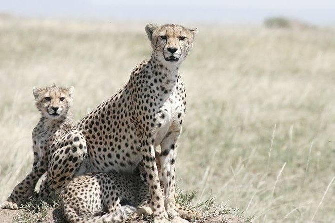 Classic Best Adventure In Kenya And Tanzania 2025 - Nairobi Arrival to Hotel Orientation: Meeting Your Guide and Getting Set