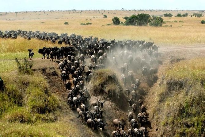 Classic Best Adventure In Kenya And Tanzania 2025 - Crossing Into Kenya’s Maasai Mara: Migration Stage, Lion Country