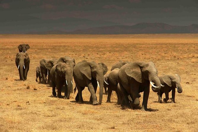 Classic Best Adventure In Kenya And Tanzania 2025 - Crescent Island Game Park on Lake Naivasha: Walking While Animals Move Nearby