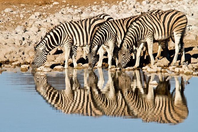 Classic Best Adventure In Kenya And Tanzania 2025 - Lake Manyara and Rift Valley Driving: Tree-Climbing Lions Country