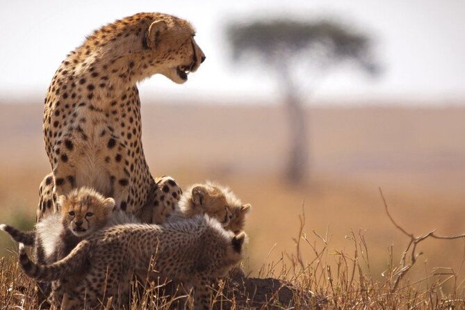 Classic Best of Kenya - Maasai Mara National Reserve, where the sightings can stack fast