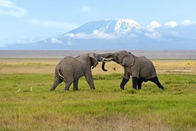 Classic Best of Kenya - Lake Nakuru National Park and Crescent Island: rhinos plus giraffes