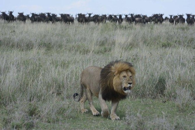 Classic Luxury 4 X 4 Masai Mara Safari - Price and logistics: is $1,700 good value?