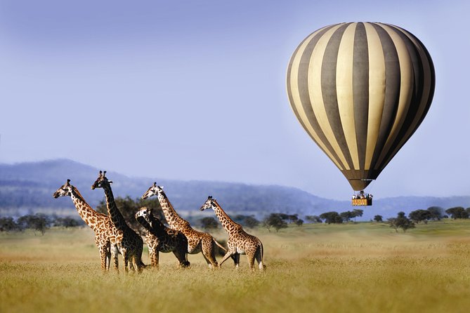 Classic Luxury 4 X 4 Masai Mara Safari - Loyk Mara Camp: where your downtime actually helps the safari