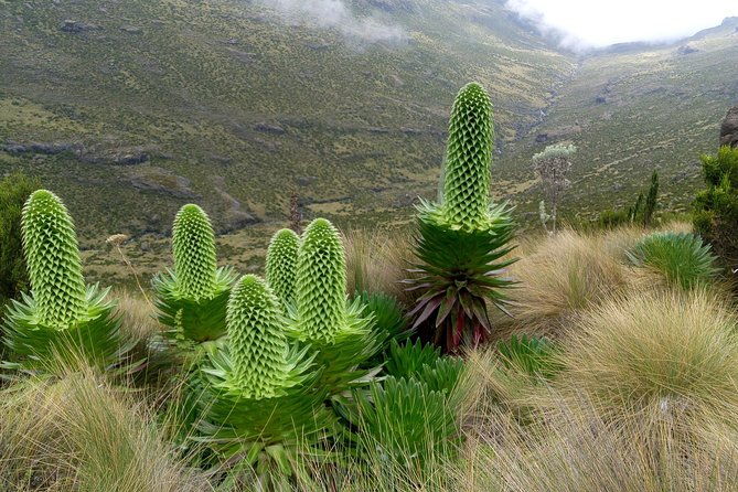 Climbing Mount Kenya 5 Days Via Chogoria Route - Why the Chogoria route feels like safari-hiking, not just trekking