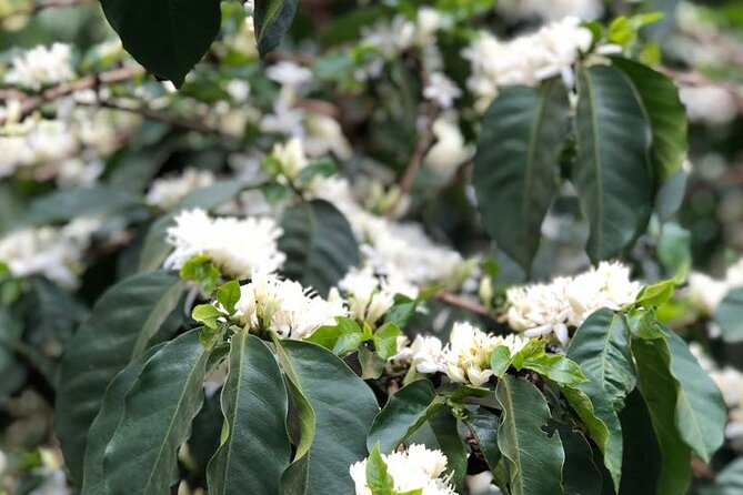 Coffee farm tour, coffee roasting and tasting experience - Guides, Family Farm Energy, and the Human Side
