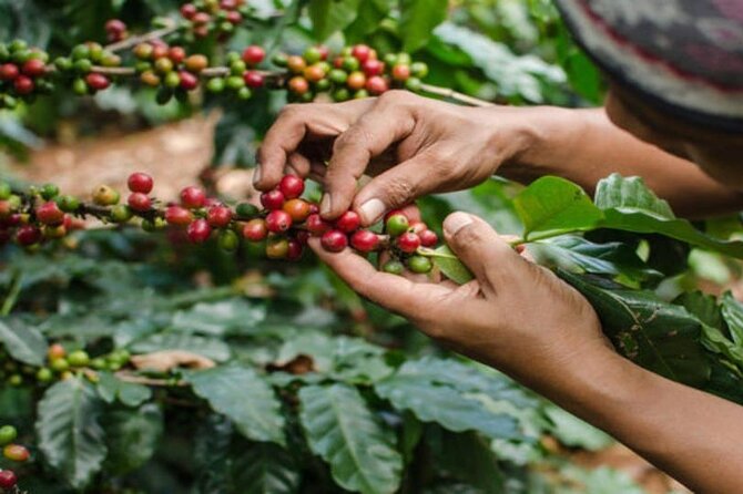 Coffee Farm Tour (Fairview) - Key highlights