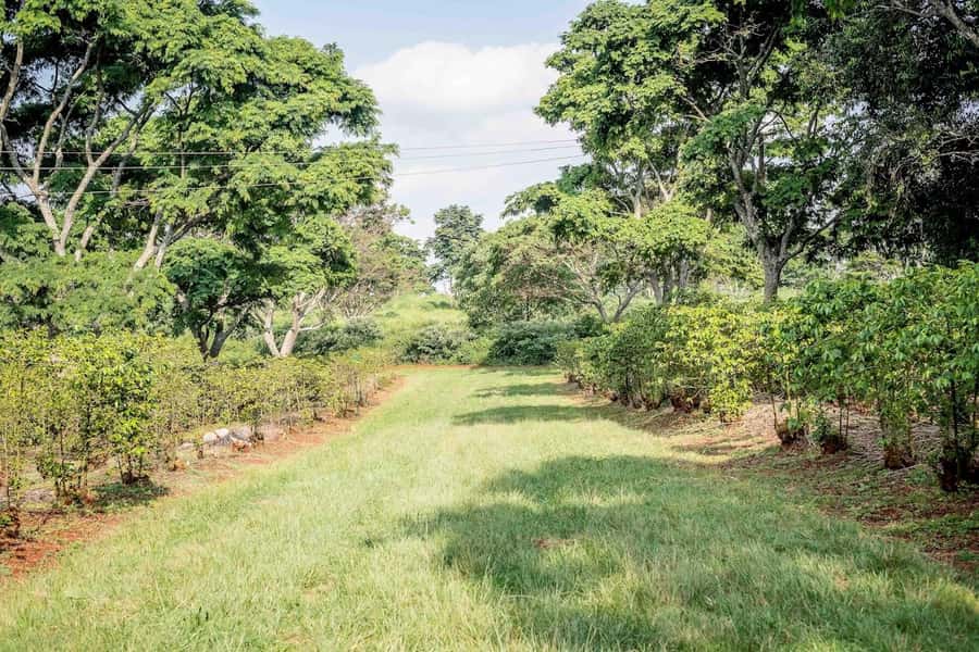 Coffee Farm Tour (Fairview) - Price and Value: Why $39 Can Be Fair, If You Plan for the Entrance Fee