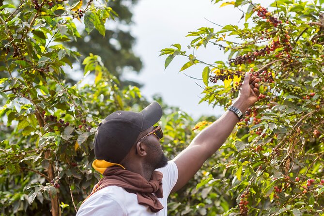 Coffee Farm Village & Factory Half Day Tour with Pick-Up - Entering the Nairobi coffee world from the start