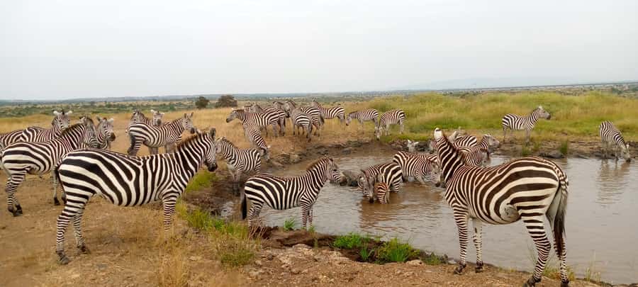 Crescent Island And Boat Ride Day Trip - Walking safari on Crescent Island Game Sanctuary