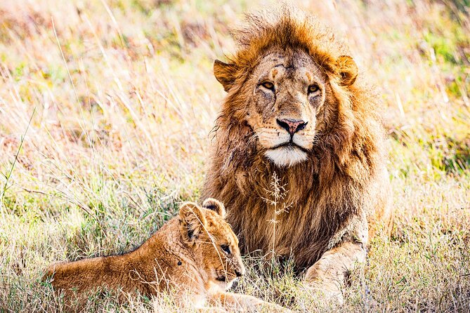 Daily departures 3 days masai mara by landcruiser - Day 1 Nairobi to Maasai Mara: the Rift Valley road trip that sets the tone