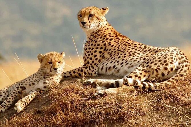 Daily departures 3 days masai mara by landcruiser - First game drive starts at 4:30 pm: why the evening shift matters