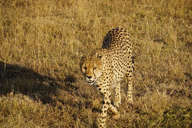 Daily departures 3 days masai mara by landcruiser - Price and value: what you get for $206, and what to verify first