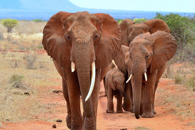 David Sheldrick Elephant Orphanage Half-Day Tour in Nairobi - Key Highlights You Should Know Before You Go